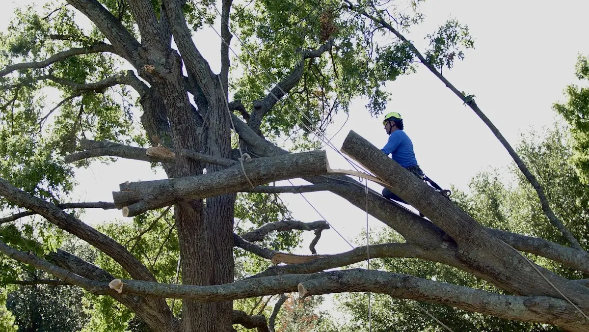 Professional Crown Thinning performed by certified arborists in Goodnews Bay