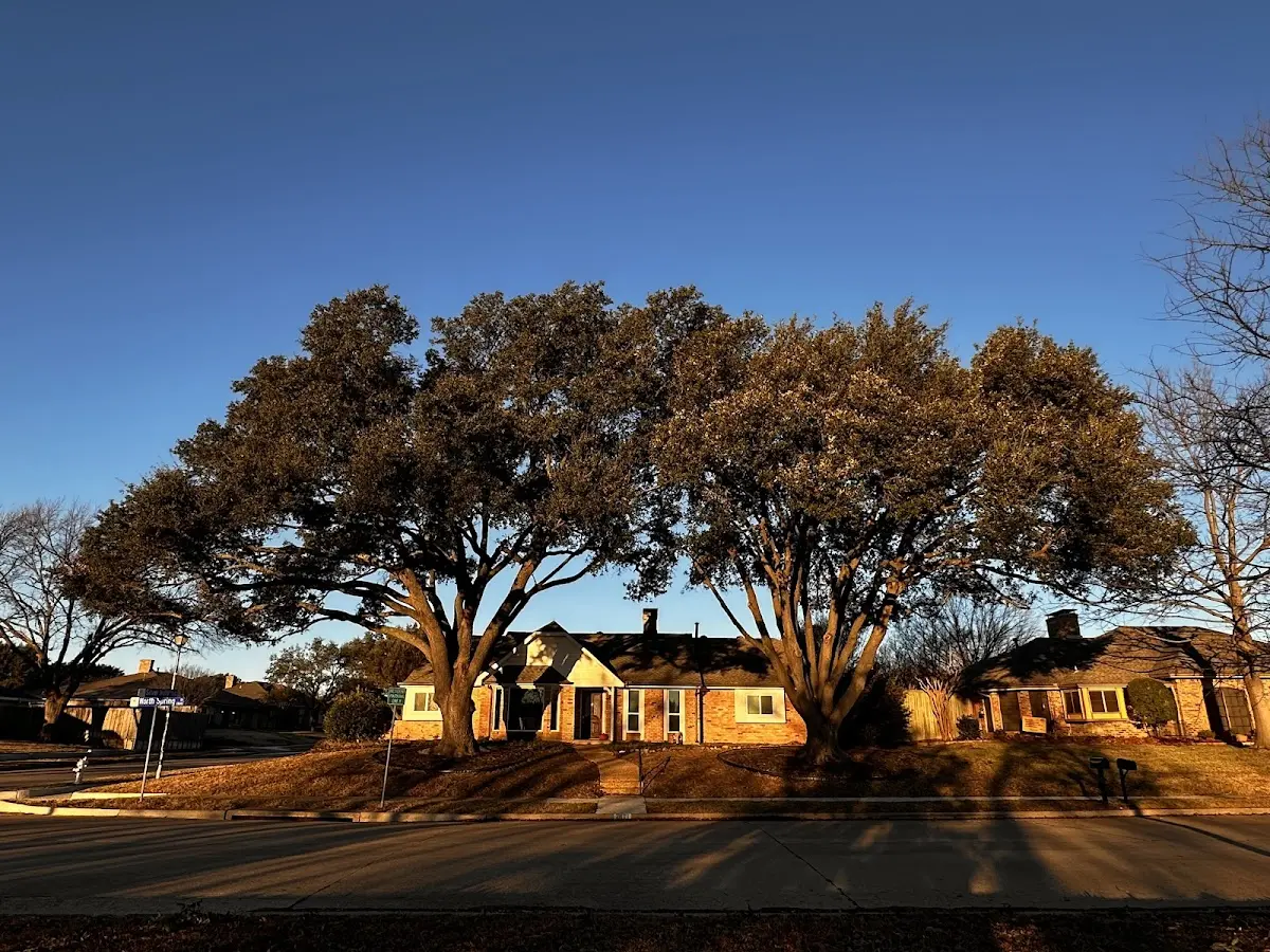 Established residential canopy tree shading a home in Goodnews Bay